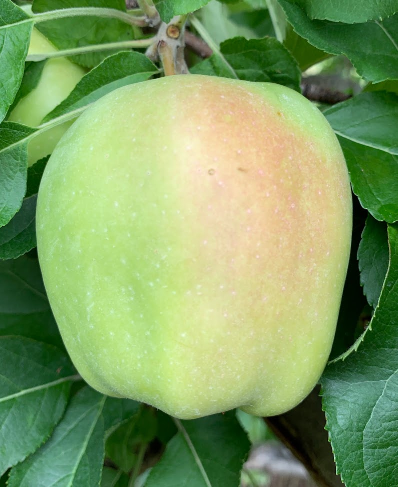 Winter Banana Apple Tree