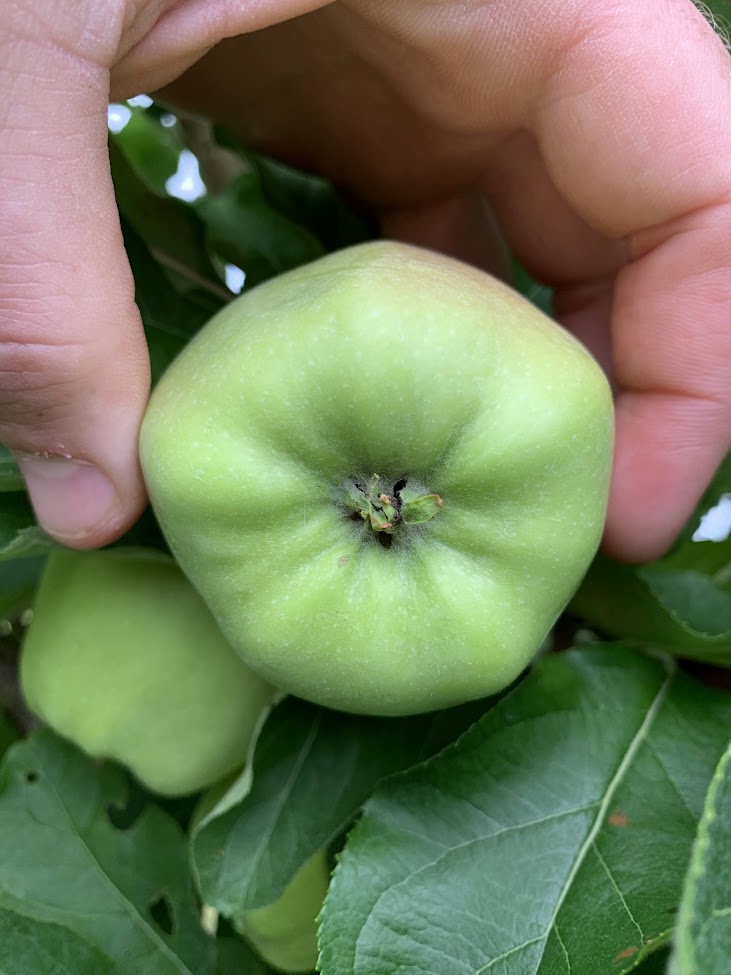 Winter Banana Apple Tree