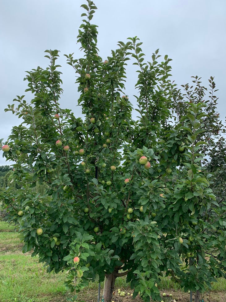 Winter Banana Apple Tree