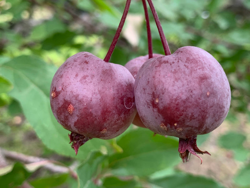 Westminister Crabapple Tree