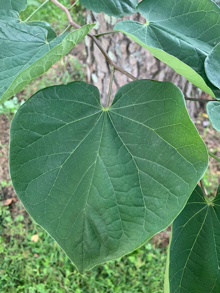 Redbud Tree Root System Eastern Red Bud Tree — Roots to Fruits Nursery