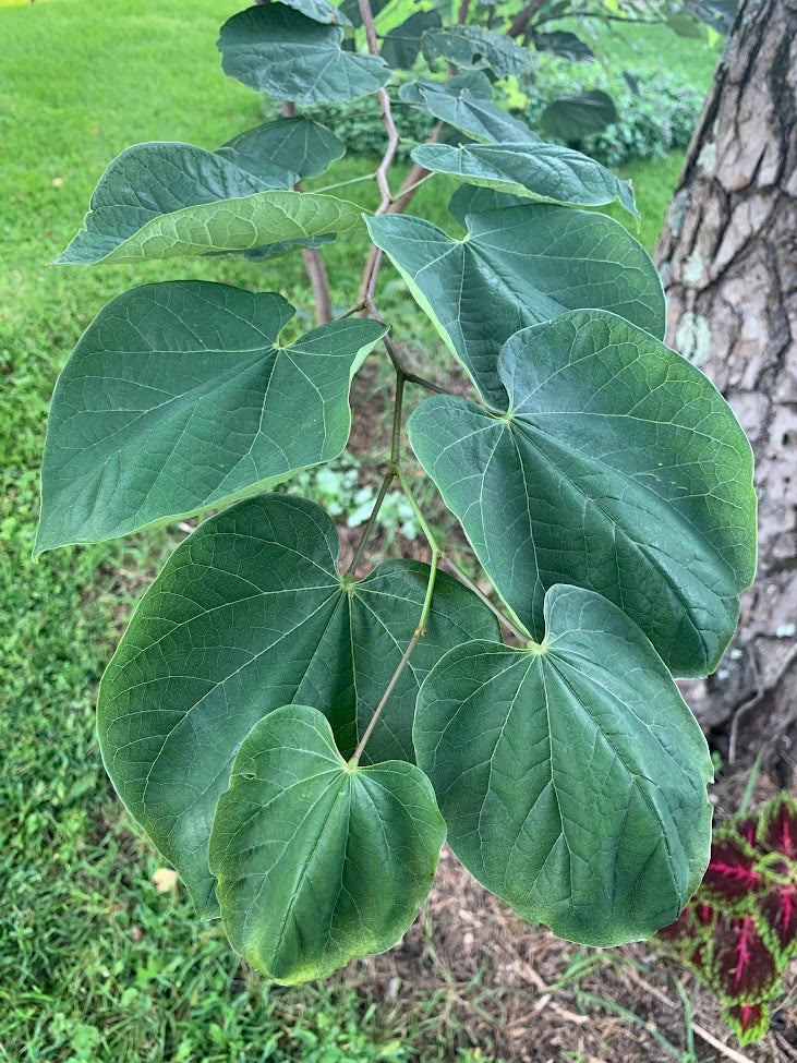 Eastern Red Bud Tree