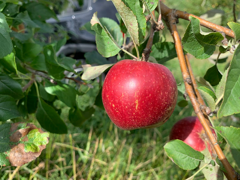 Kingston Black Apple Trees