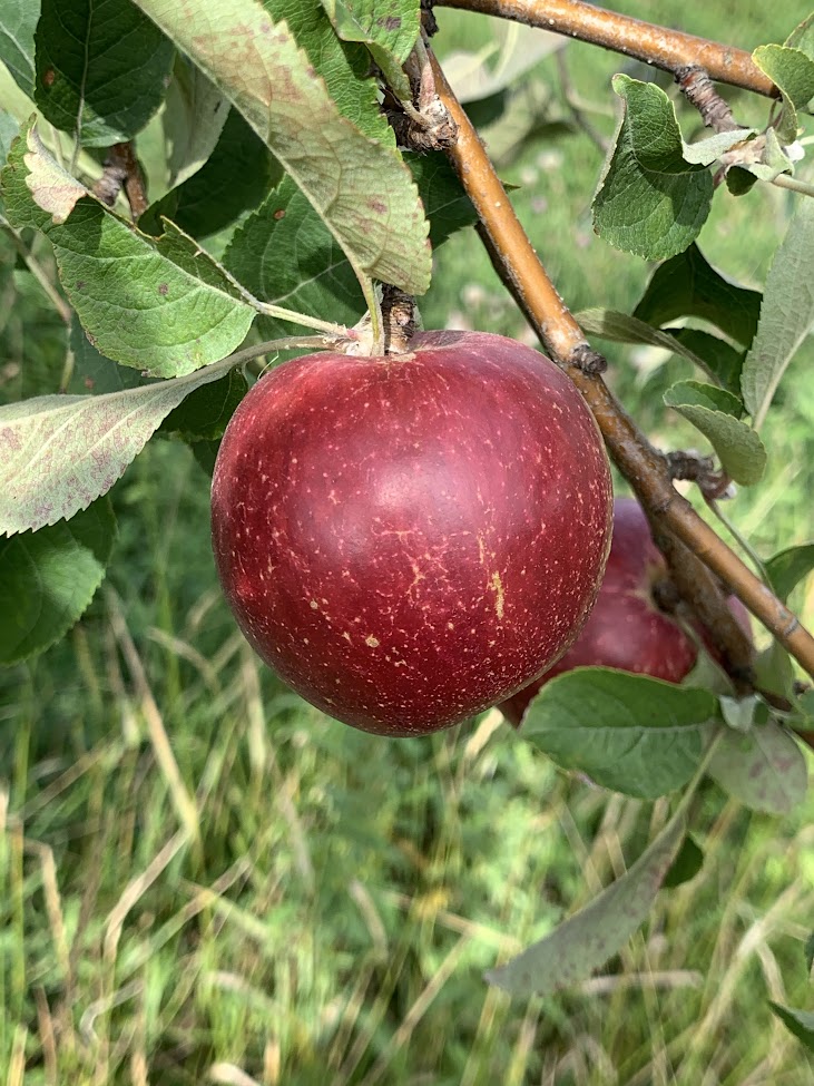 Kingston Black Apple Trees