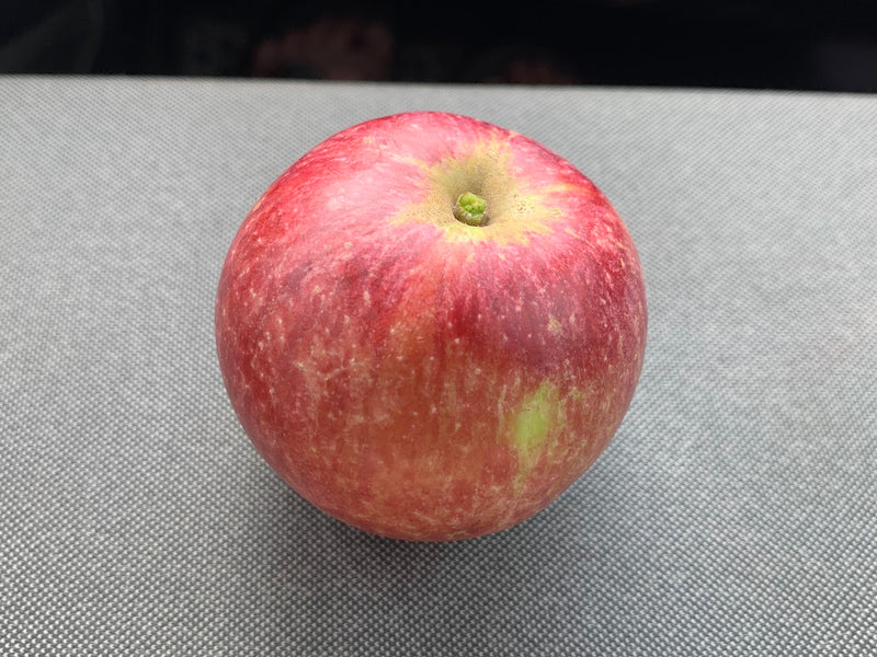 Kingston Black Apple Trees