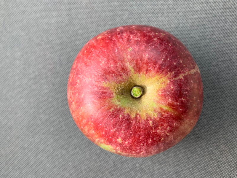 Kingston Black Apple Trees