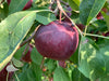 Dark red Arkansas Black Apple with a grayish matte finish with 7 other apples hanging from the tree behind it