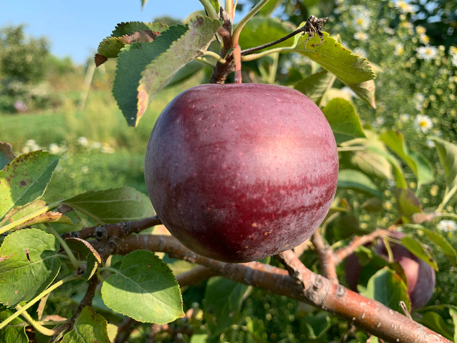 Round, deep red apple with a grayish-white matte finish hanging off an apple tree branch