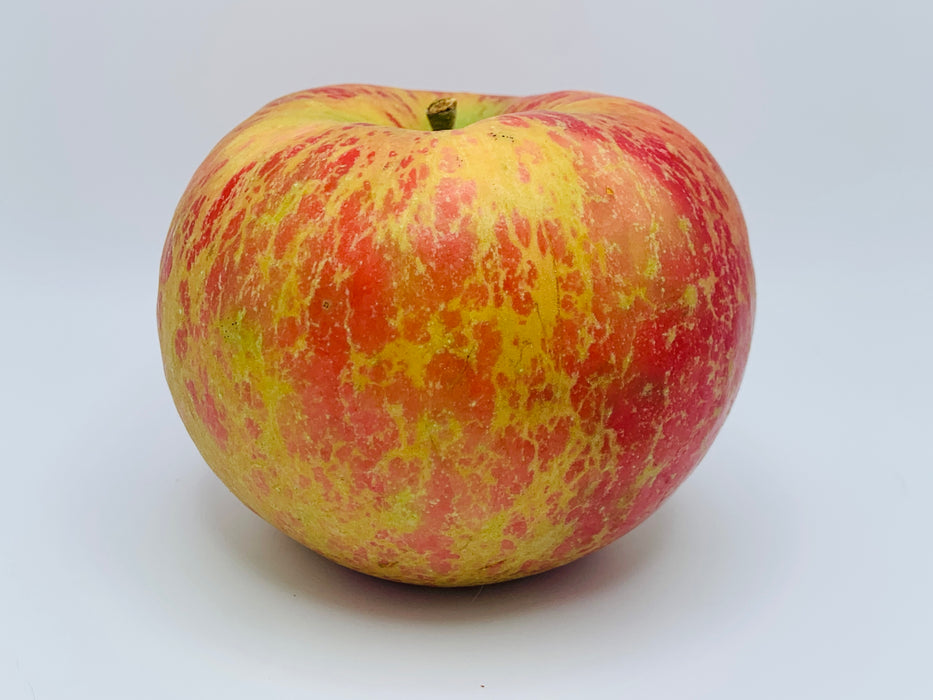 Honey Crisp Apple — Roots to Fruits Nursery