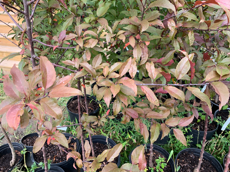 Showtime Crabapple Tree