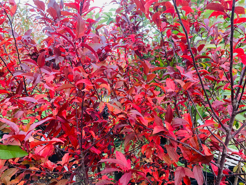 Showtime Crabapple Tree