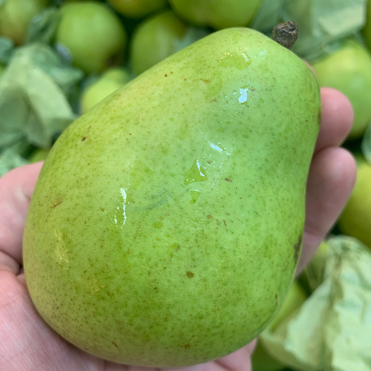 Red Bartlett Pear Tree - One Green World