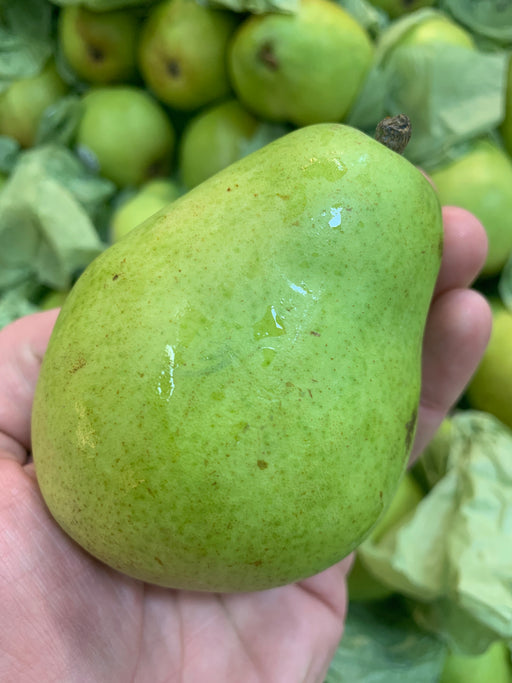 lime green Anjou pear about 3 inches tall and 1.5 inches wide with 3 drops of water on its skin. 7 anjous pears stacked behind it