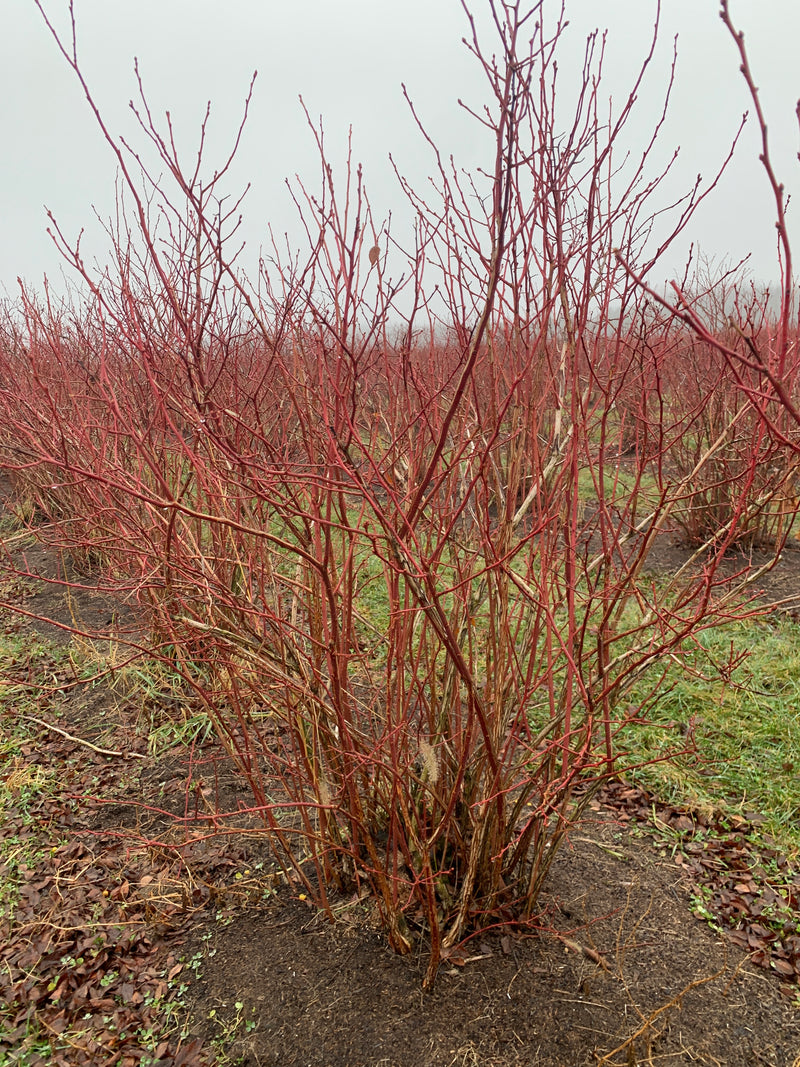 Blue Crop Blueberry Bush