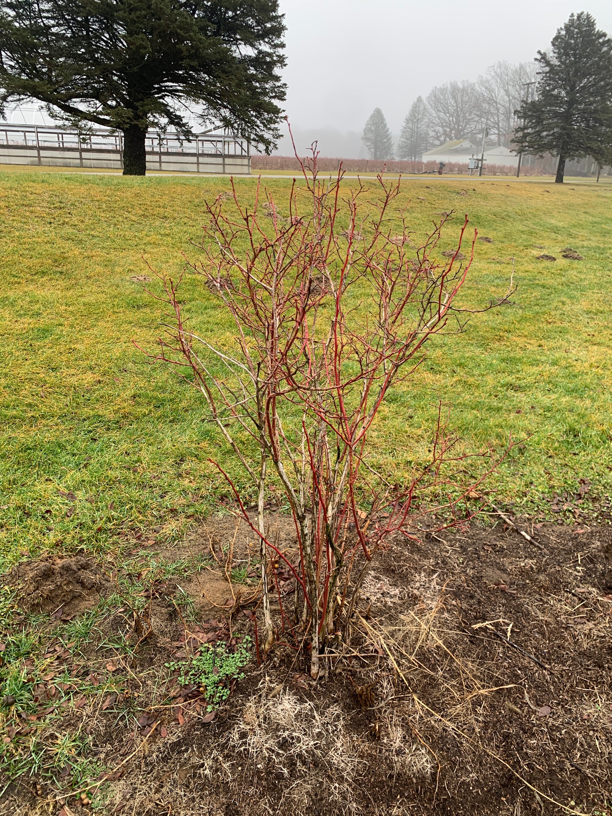 Berry Plants & Vines — Roots to Fruits Nursery