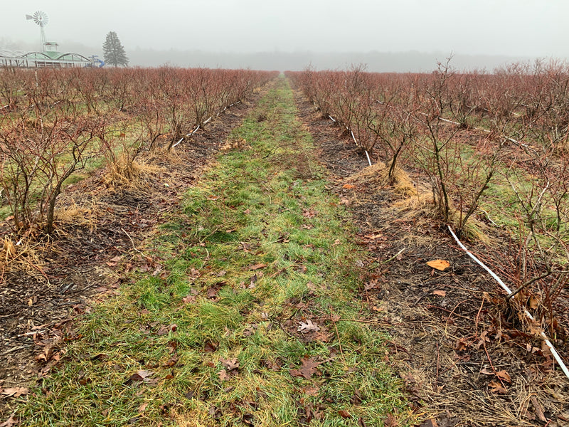 North Country Blueberry Bushes