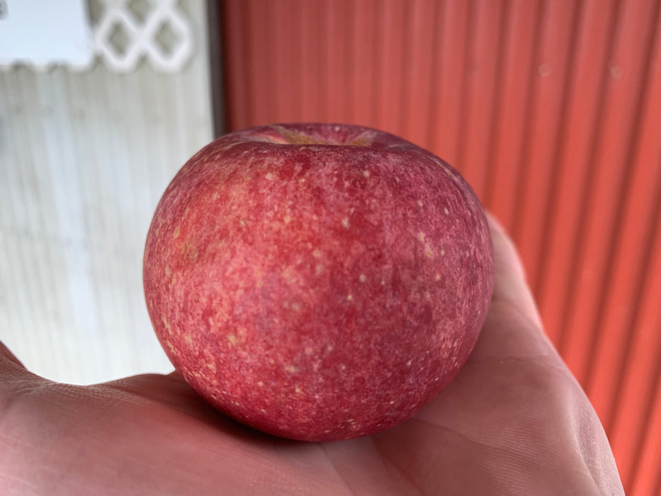 Idared Apple