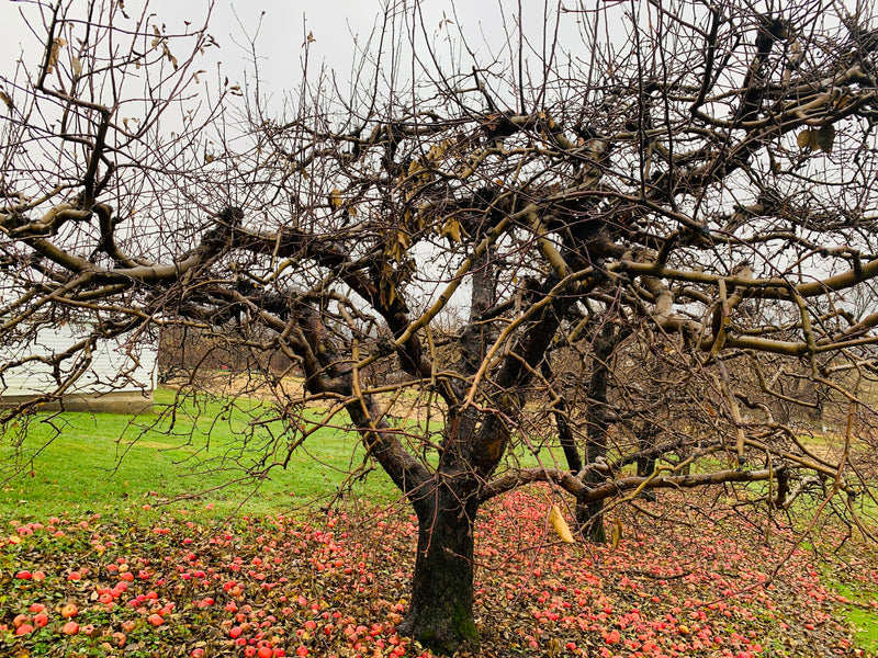 Idared Apple Trees