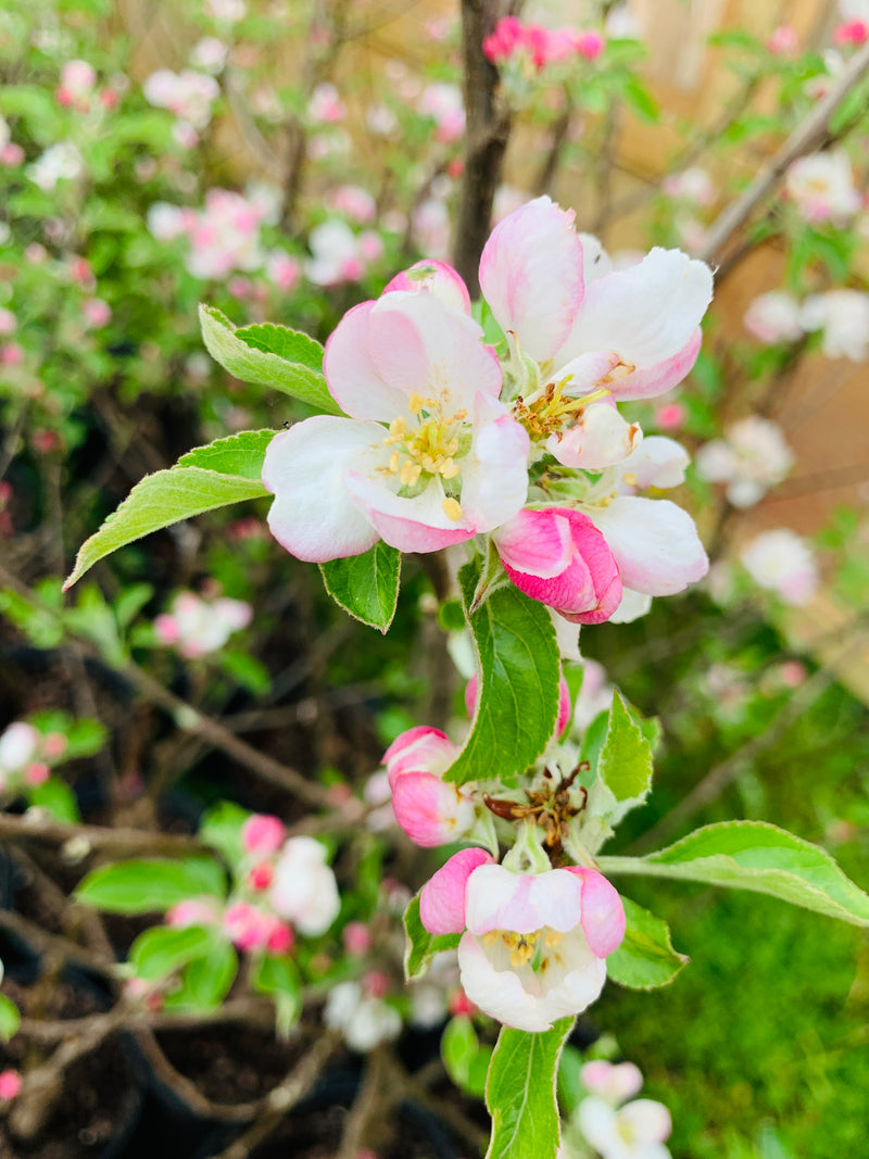 Pink Lady® Apple Trees