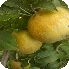 Roxbury Russet Apple Tree