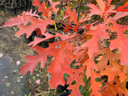 Pin Oak Tree Leaves Fall Color