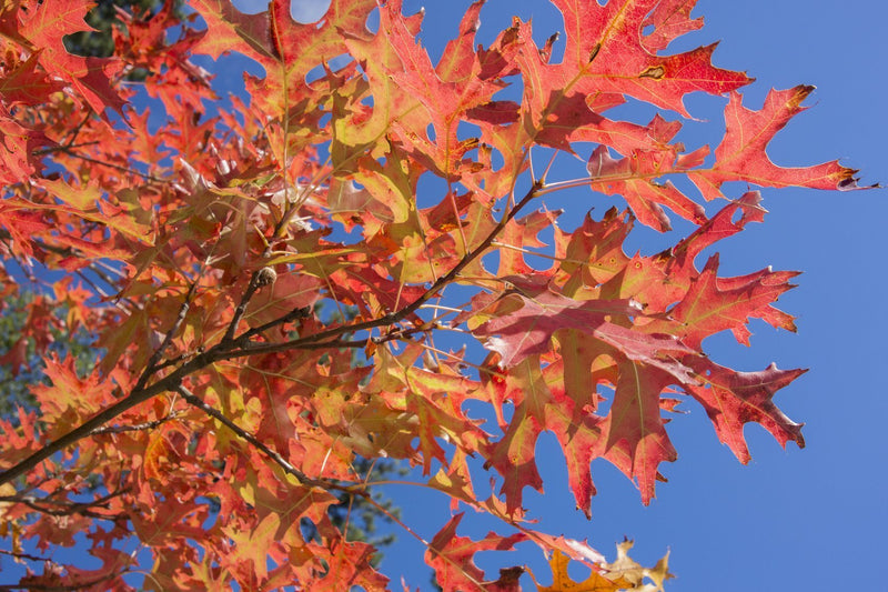 Pin Oak Tree Leaves on Branch