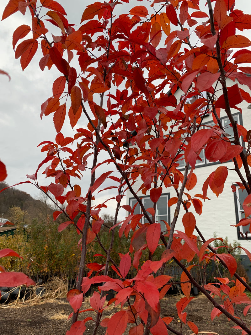 Prairie Fire Crabapple Tree Leaves