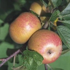 Ashmead's Kernal Apple Tree