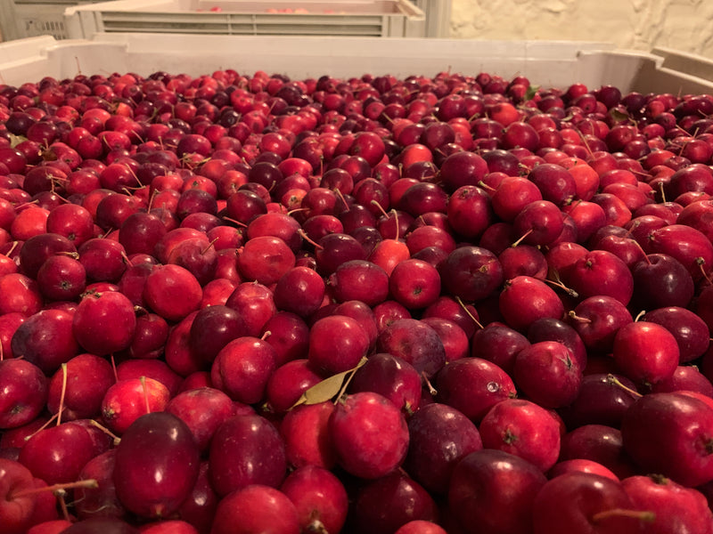 Red Dolgo Crabapples Bulk Harvest