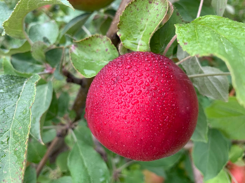 Snowsweet Apple Tree