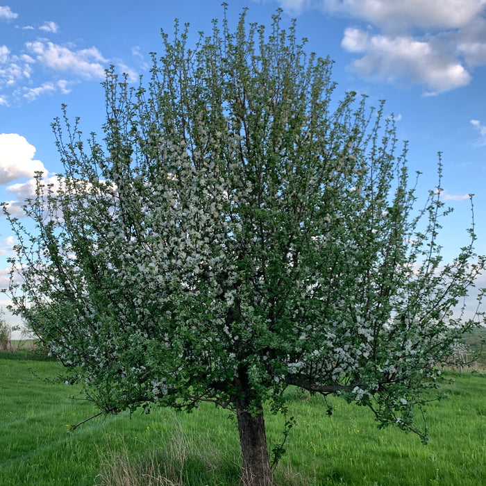 Wolf River Apple Tree