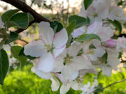Wold River Apple Tree Blossoms