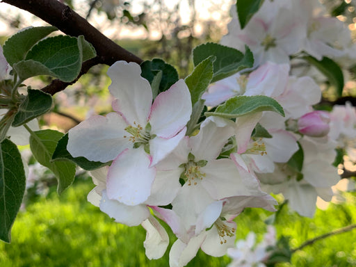 Wold River Apple Tree Blossoms