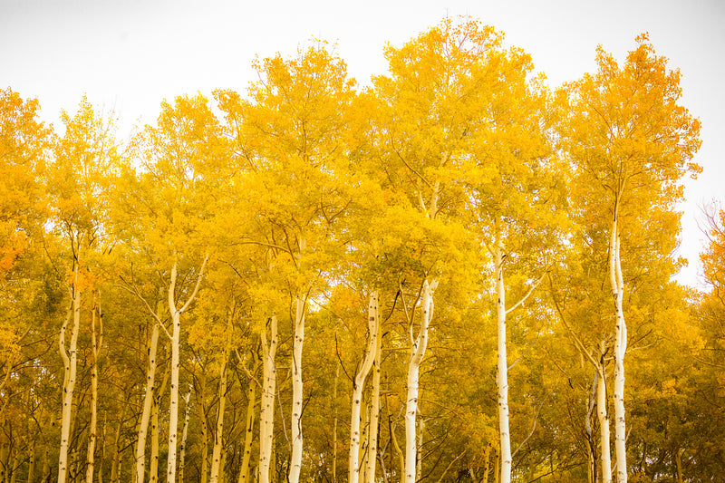 Quaking Aspen Tree