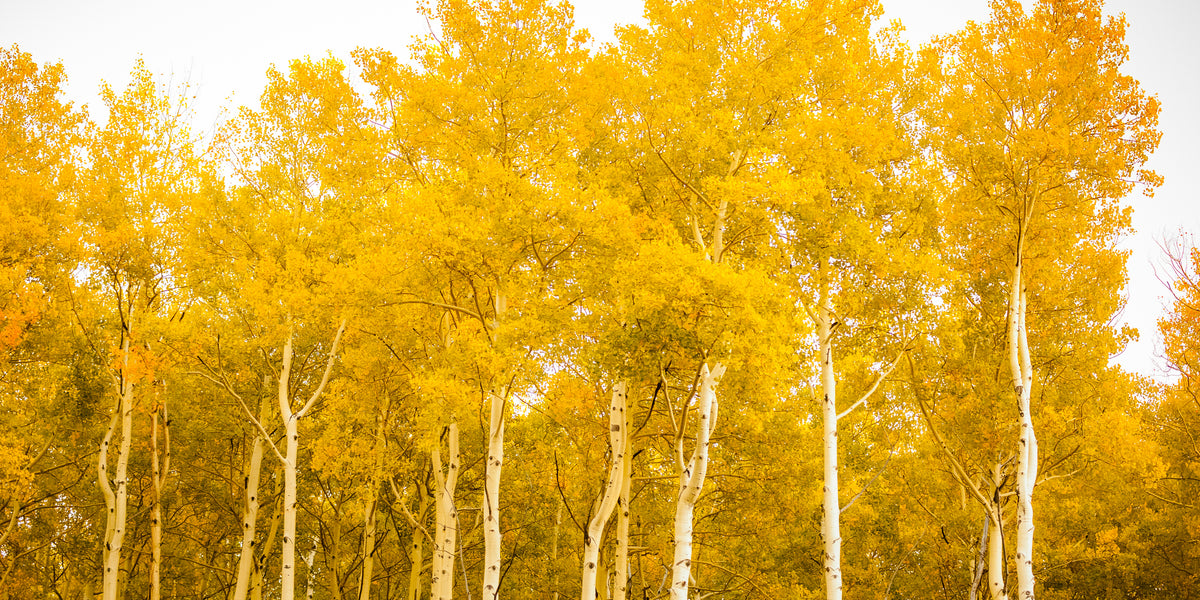 Aspen Tree The Biggest Living Thing On Earth Is Being Nibbled To