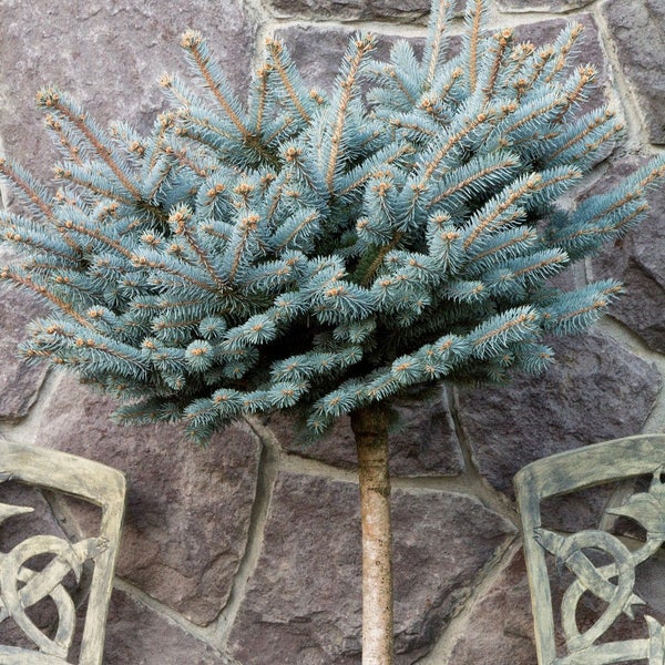 Dwarf Globe Blue Spruce on Standard