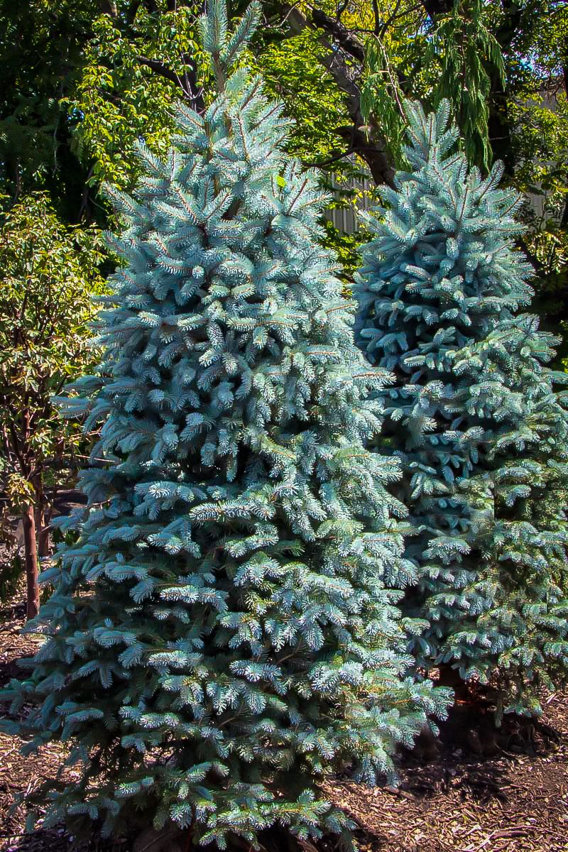 Colorado Blue Spruce Tree — Roots to Fruits Nursery