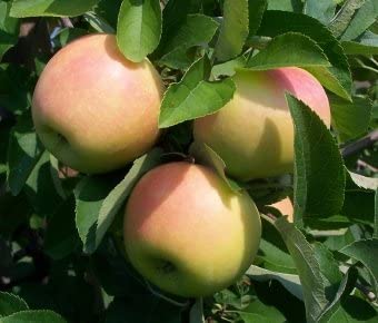 Candy Crisp Apple Tree