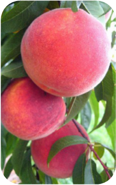 Cresthaven Peach Tree
