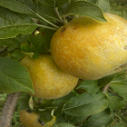 Golden Russet Apple Trees