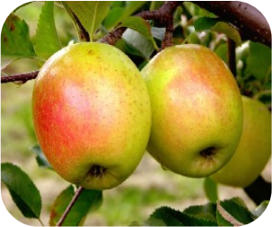 GoldRush Apple Tree