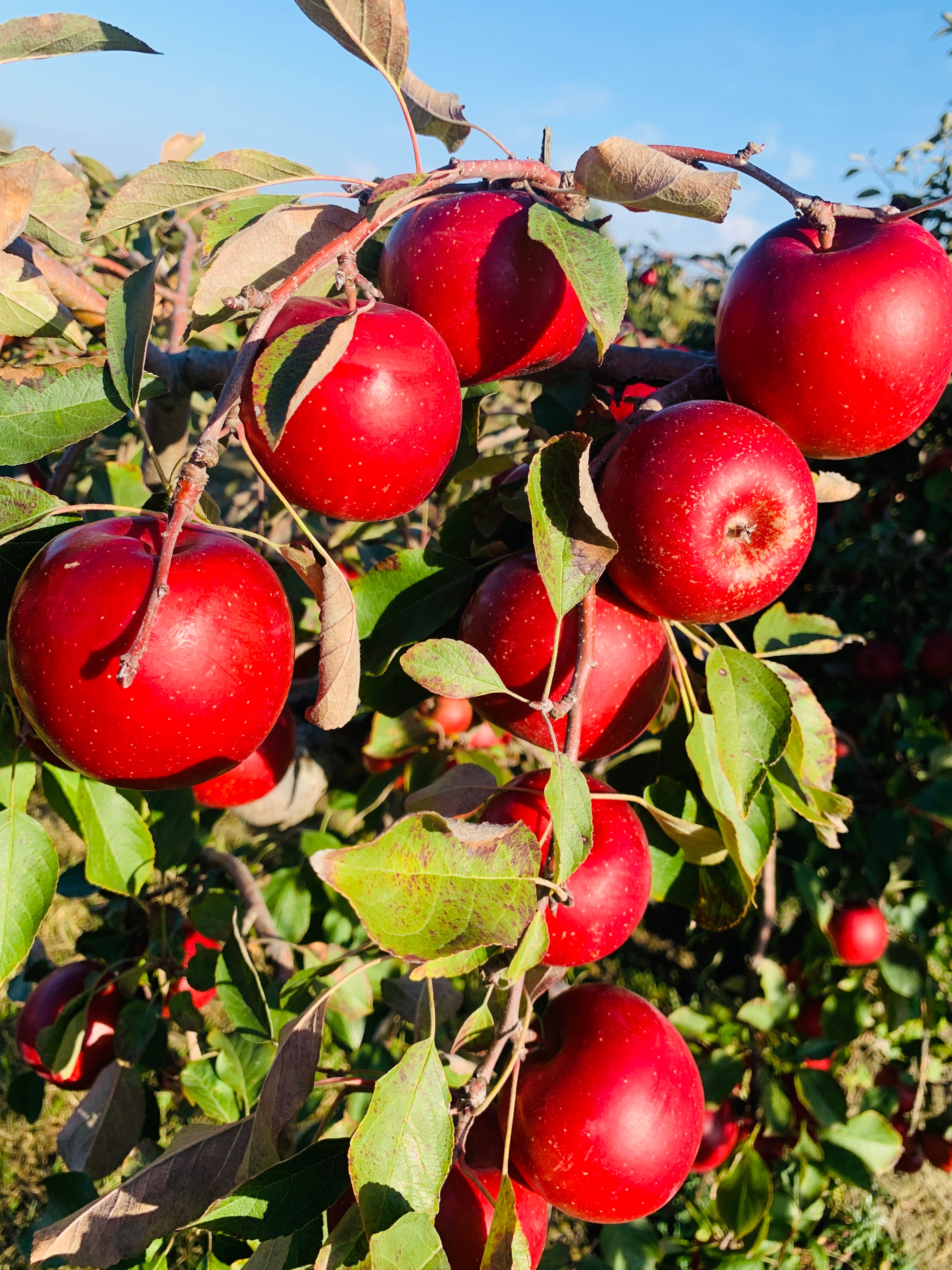 Haralson Apple Trees — Roots to Fruits Nursery