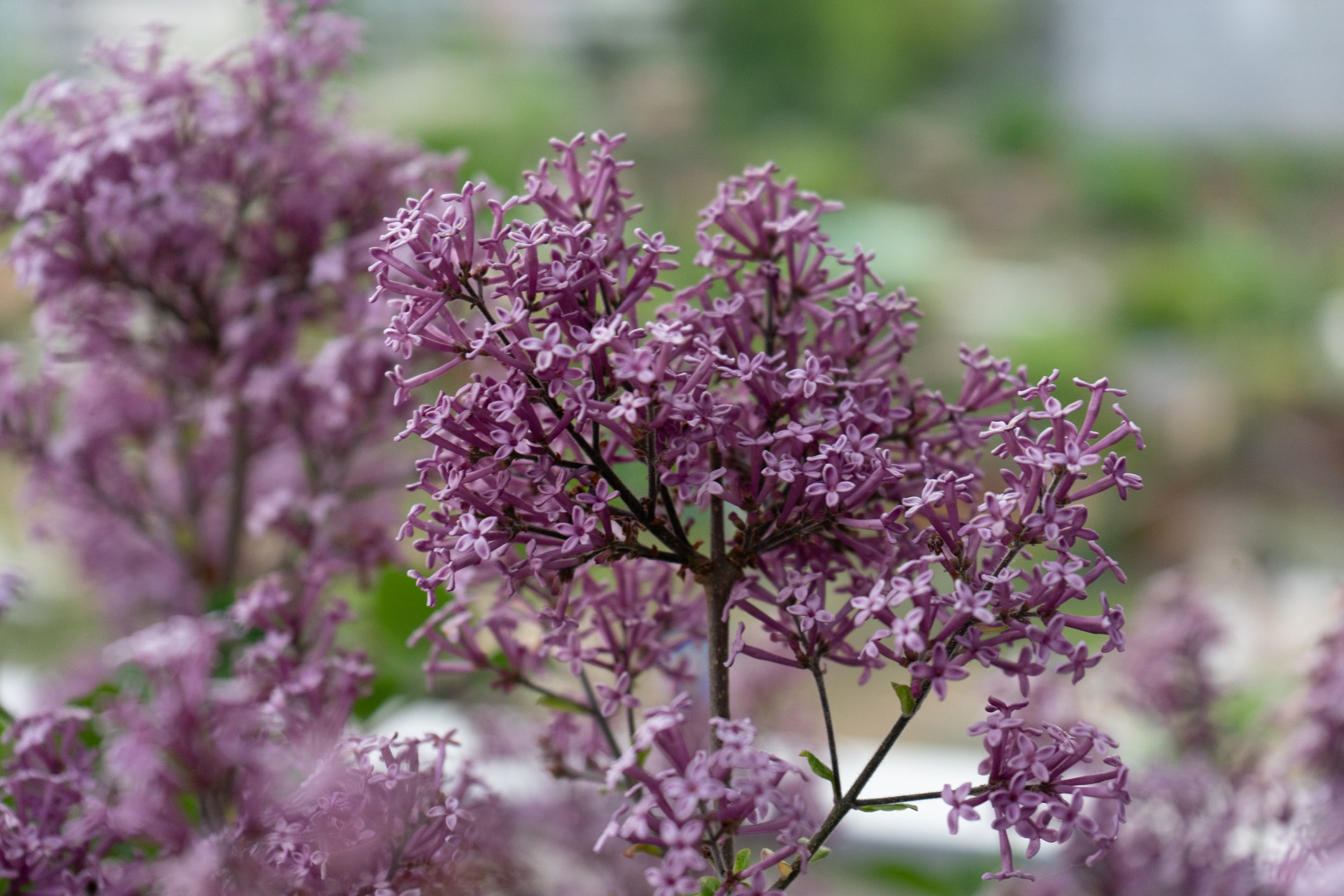 Roman Roots Nursery Dwarf Korean Lilac