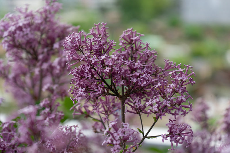 Dwarf Korean Lilac on Standard