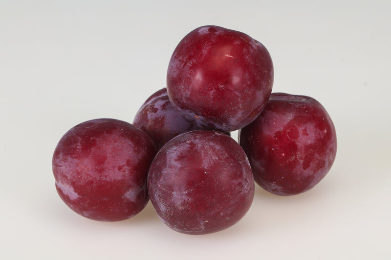 Superior Plum Tree