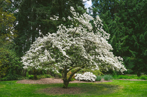 medium sized flowering tree covered in white blooms surrounded by evergreens and a small garden