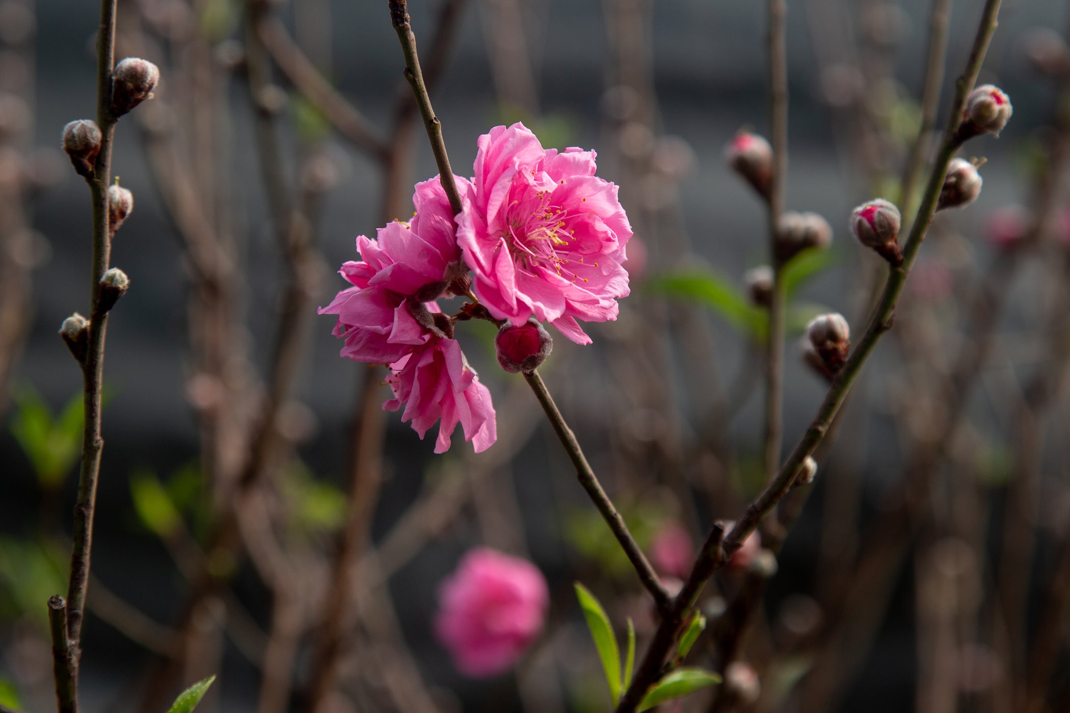 Bonfire Peach — Roots to Fruits Nursery