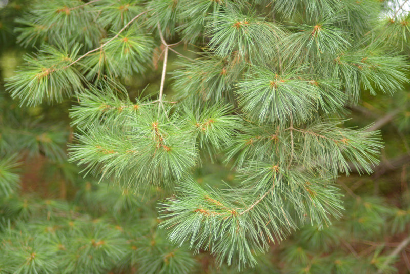 White Pine Tree