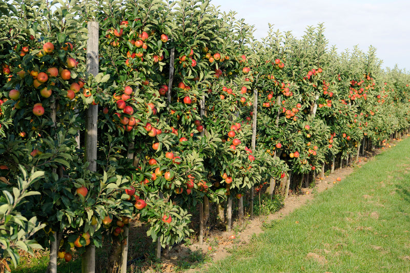 Disease Resistant Apple Collection