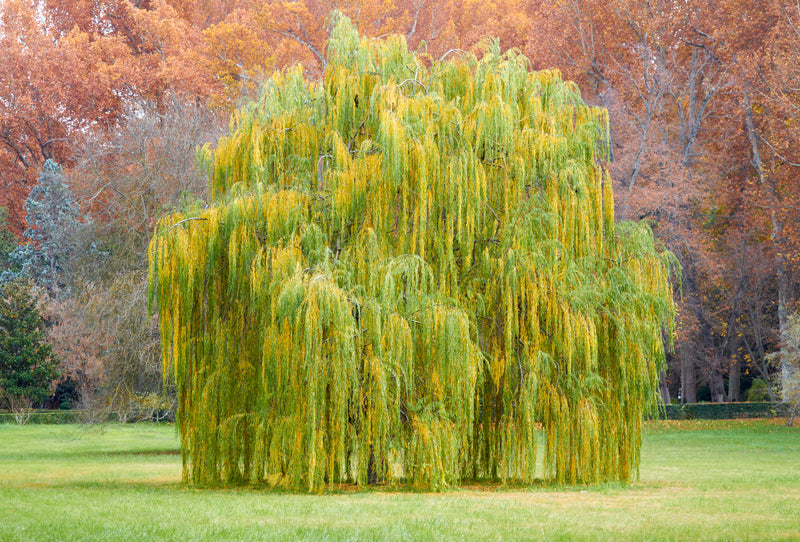 Babylonica Green Willow